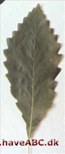 Appalachisk eg - Quercus prinus
