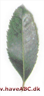 Arbutus x andrachnoides