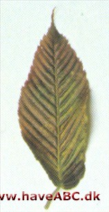 Avnbøgbladet løn - Acer carpinifolium