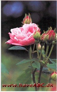 Blev opdaget af miss Nancy Lindsay i en klosterhave i Normandiet, formo­dentlig en selvsået frøplante. Den lak­serosa nuance gør den lidt fremmed blandt andre albaroser og blandt gam­meldags roser ...