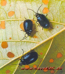 Biller - Coleoptera
