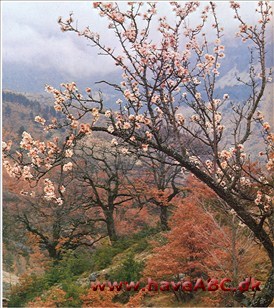 Bittermandel - Prunus dutcis var. amara †