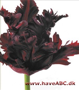 Black Parrot - Tulipan, Tulipa