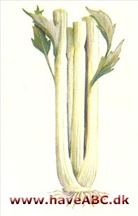 Blegselleri - Apium graveolens var dulce