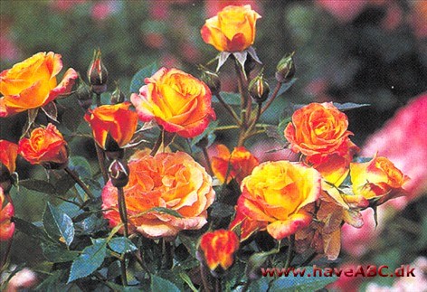 En af mange roser i Hitserien. Somme tider kaldes de patioroser, et udtryk, som er lånt fra spansk, hvor patio er en lille gårdhave ...