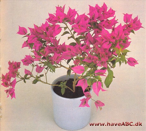 Bougainvillea - Bougainvillea glabra - pasning