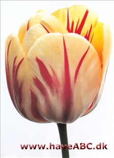 Burning Heart - Tulipan, Tulipa