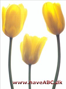 Candela - Tulipan, Tulipa