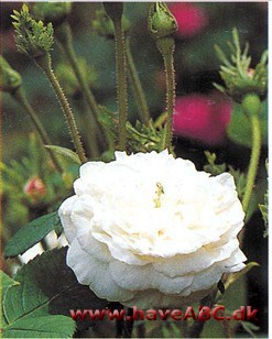 Den eneste hvide gallicarose eller i det mindste næsten hvide. I det hvide kan der være lidt rosa anstrøg. 