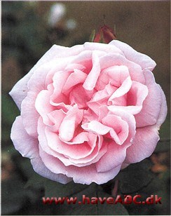 Gammel, velkendt rose, mere dyrket end andre rugosaroser. Kan det være de hybridlignende blomster, som virker tiltrækkende 