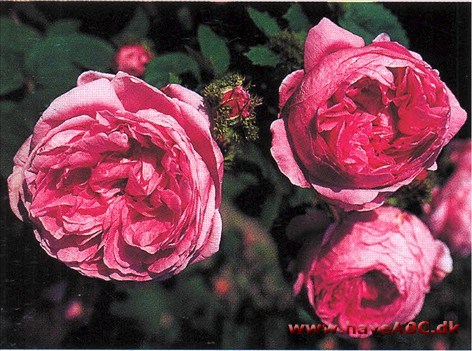 Blev opdaget i en slotsruin i Freiburg omkring 1820, men muligvis fandtes rosen allerede tidligere i et orangeri i Weimar. Ser ud som en mosrose, her er det dog ikke kirtelhår, men de krusede ...