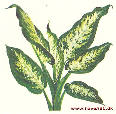 Dieffenbachia - Dieffenbachia