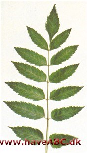 Dipteronia - Dipteronia sinensis