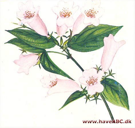 Dronninge­busk - Kolkwitzia amabilis