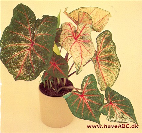 Elefantøre - Caladium bicolor -