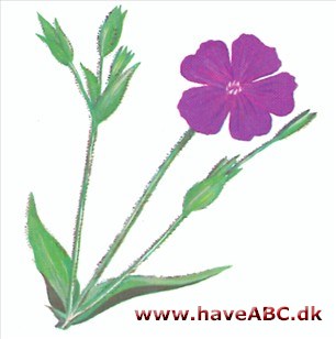 Fiksernellike - Lychnis coronaria Fiksernellike - Lychnis coronaria