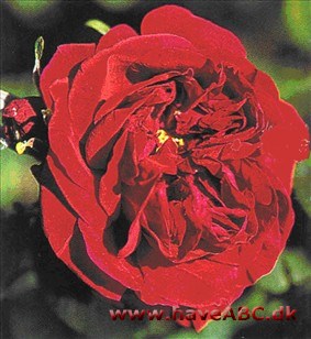 I Victoriatiden i England var det en af de mest plantede roser, og den er stadigvæk med i sortimentet. Mange regner den for en af de bedste remontant­roser. 