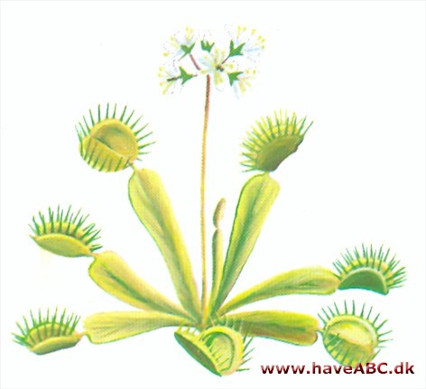 Fluefanger - Dionaea muscipula
