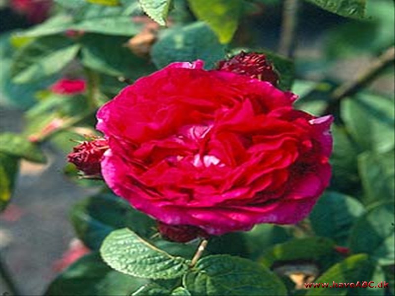 Fransk rose - Rosa gallica