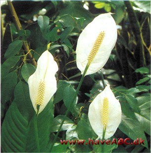 Fredslilje - Spathiphyllum. wallisii (syn. patinii)