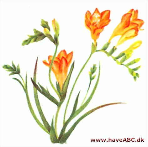 Land form handicap Fresia - Freesia