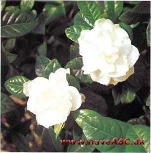 Legende Vænne sig til brændstof Gardenia - Gardenia jasminoides (syn. florida)
