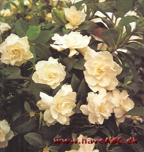 Møntvask Regnskab zoom Gardenia - Gardenia jasminoides - pasning