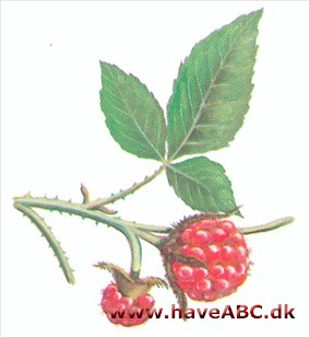 Guldbær - Rubus xanthocarpus
