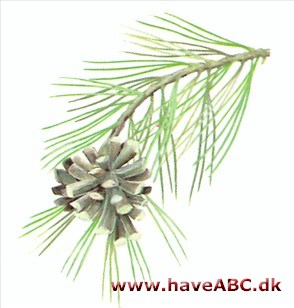 Gulfyr - Pinus ponderosa