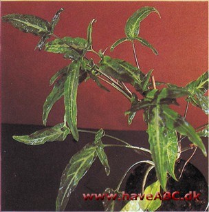 Gåsefod - Syngonium podophyllum (Nephthytis)