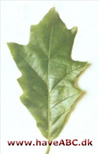 Hvideg - Quercus alba