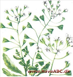Hyrdetaske - Capsella bursa-pastoris