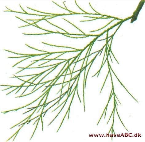 Jerntræ - Casuarina equisetifolia