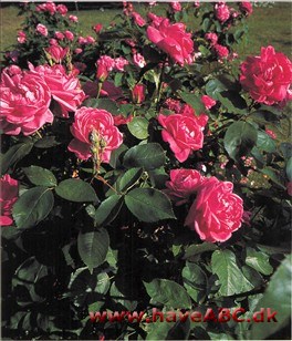 Gartneren og rosenforædleren ]acques­-Julien Margottin blev så glad for denne rose, at han gav den samme navn som sønnen, som måske ganske enkelt kom til verden samtidig med den