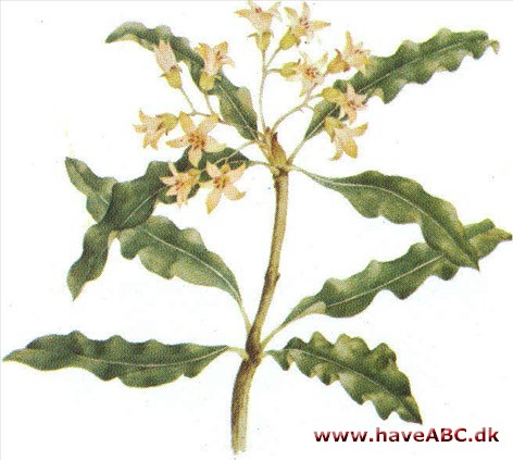 Kaffetræ, uægte - Pittosporum undulatum