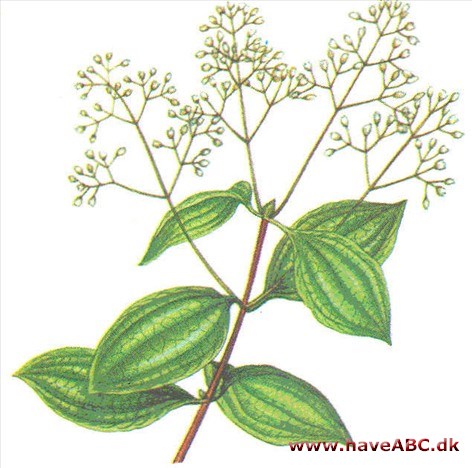 Kaneltræ - Cinnamomum zeylanicum