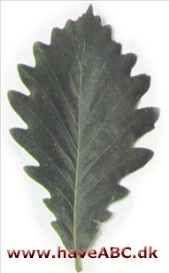 Kaspisk eg - Quercus macranthera