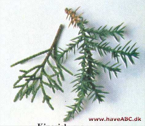 Kinesisk ene - Juniperus chinensis