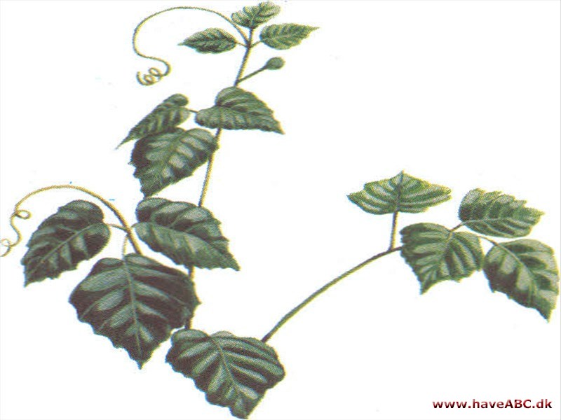 Kongevin - Cissus rhombifolia