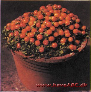 Koralbær - Nertera granadensis (syn. depressa)