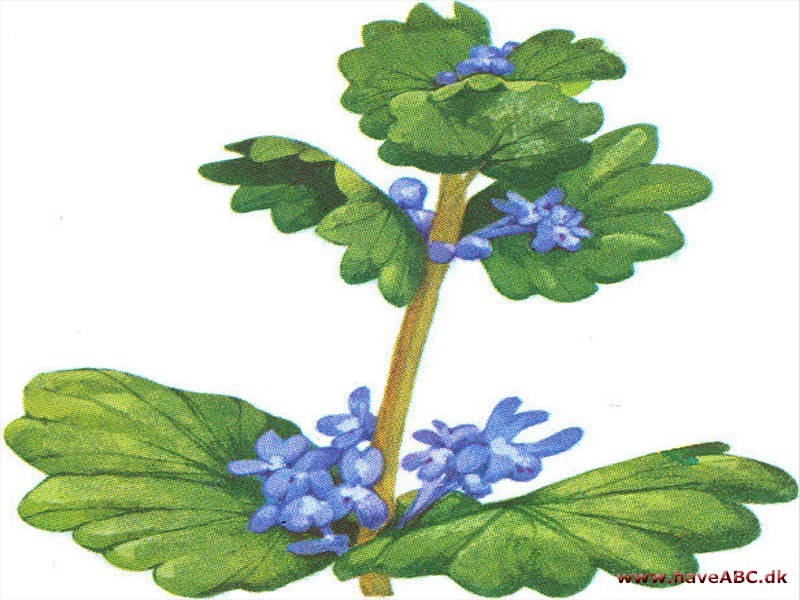 Korsknap - Glechoma hederaceae