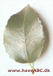 Kristtornbladet kirsebær - Prunus ilicifolia