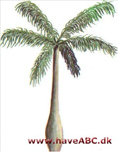 Kålpalme - Roystonea oleracea