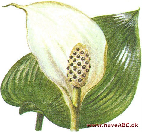 Kærmysse - Calla palustris