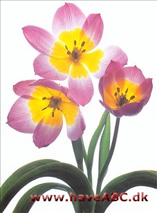 Lilac Wonder - Tulipan, Tulipa