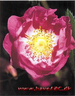 En meget vigtig rose, som ikke bare er en pragtfuld rubiginosahybrid, men selve indledningen til en lang række krydsninger med det formål at udvikle mere hårdføre te hybrider.