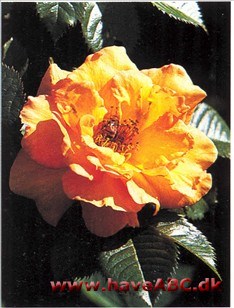 En tredjegenerations Rosa pimpinelli­folia 'Hispida'. En kraftfuld rose, som med tilbageskæring efter hovedblom­stringen giver bedre remontering ...