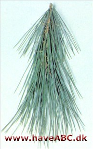 Mexikansk weymouthfyr - Pinus ayacahuite