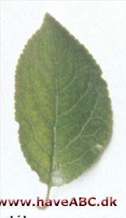 Mirabel - Prunus cerasifera