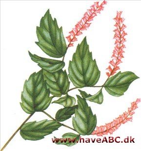 Neillia - Neillia sinensis